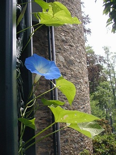 I noticed this beautiful morning glory on the porch as soon as I arrived. I'm glad I took the photo then, because when we returned later on, the blossom had wilted.