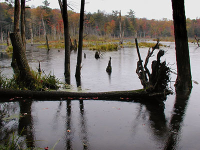 An overcast & rainy scene from along the trail.