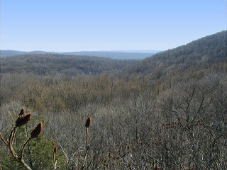 This is the view from the porch of the crumbling shack. It was a beautiful, sunny spring day.