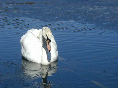 We noticed this beautiful swan on Ghost Lake.