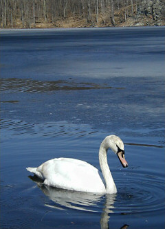 ... and a swan.