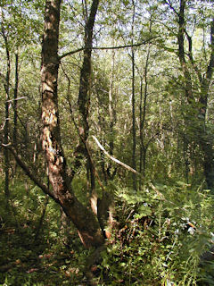 This is all that remains of the three-trunk wild cherry tree.