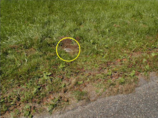 Orientation view, northwest of edge of pavement, mark indicated.