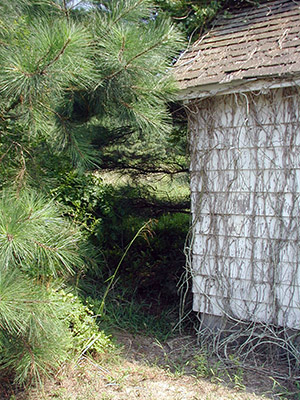 Poke around behind the building, and you might find a little box!