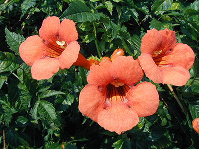 I was drawn to these salmon-colored trumpet flowers that lined the driveway through the park.