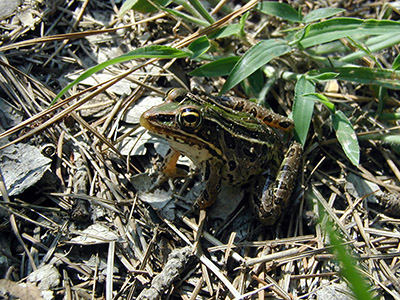 No ducks today, but we did encounter this tiny frog camouflaged in the dry grass.