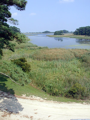 There's an observation tower that we encountered further down the road. If you climb it (it's breezy up there) you'll be treated to views of the ponds and saltmarshes of southern Delaware.