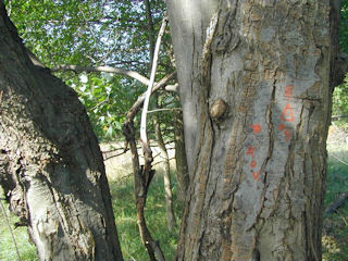 Surveyors’ marks on maple tree near the azimuth mark.