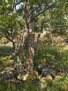 View of the maple trees, largest of which may be actual reference.