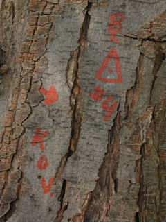 Red painted survey markings, may indicate original reference landmark.