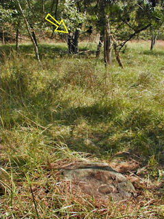 Orientation view, facing northeast. Maple trees indicated.