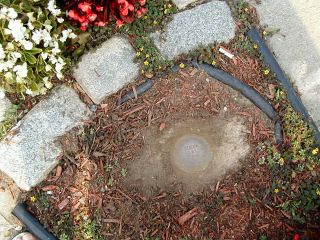 The mark emerges from beneath the mulch.