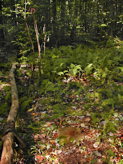 Orientation view, facing north.