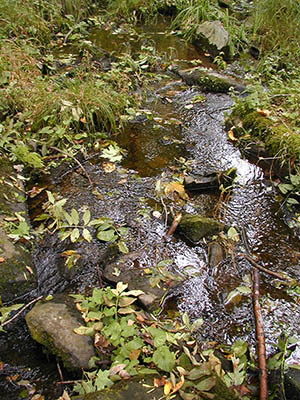 Trailside scene: a stream crossing.