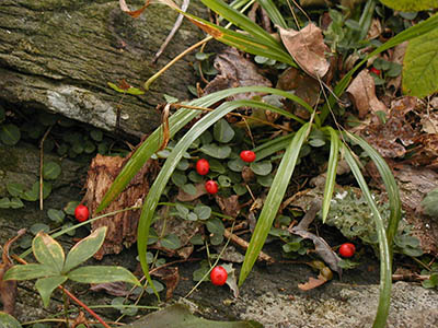 Trailside scene: a bit of woodland color.