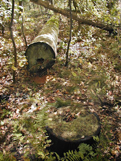 Orientation view, base of pole and felled section.