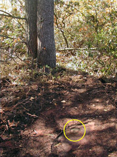 View facing west and the evergreen tree, mark indicated.