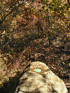 Orientation view, facing east toward trail, very thick brush.