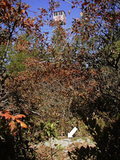 Looking NE toward lookout tower.