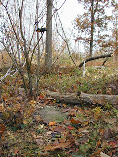 Looking NNE toward the 5-inch maple tree.