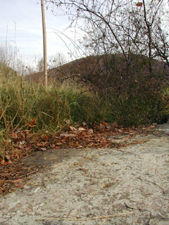 Looking NE toward the powerline pole.