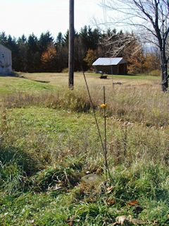 Looking SW toward the powerline pole.