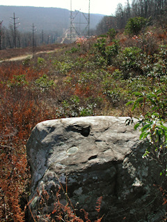 Orientation view, facing south along powerline.