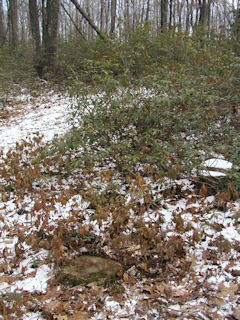 Looking NE toward the trail.