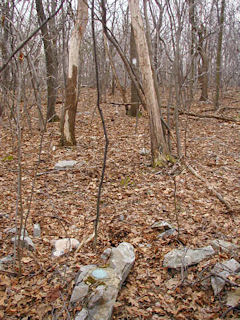 Looking S to the gamelands boundary.