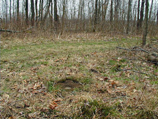 Facing SE, view of woods road.