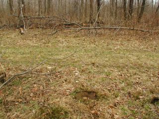 Orientation view, facing ESE and woods trail.