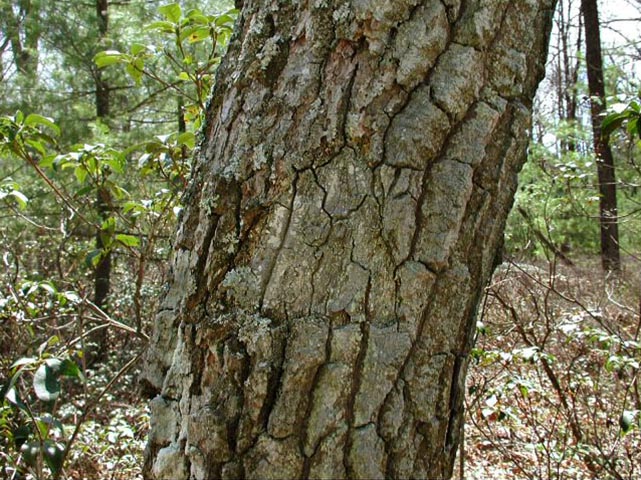 The oak tree with triangular blaze.