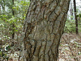 The oak tree with triangular blaze.