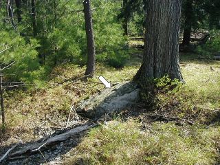 The tree has partially grown around the boulder.