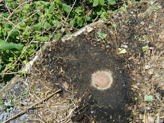 Eyelevel view of the disk on the bridge abutment.