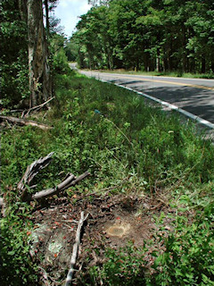 Orientation view, facing north along Rt. 390.