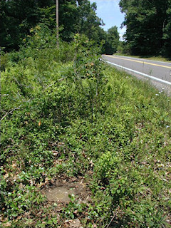 Looking N toward the powerpole and Route 390.