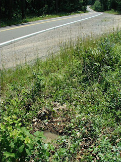 Looking SE toward gravel parking area & Rt. 390.