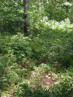 Looking NE toward the once-blazed tree.