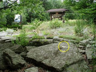 Orientation view, facing west, maple tree stump.