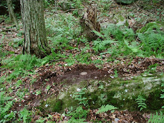 Orientation view, facing west, maple tree stump.