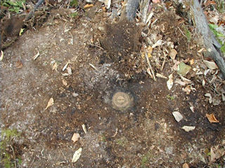 Eyelevel view of the disk on the cleared-off boulder.