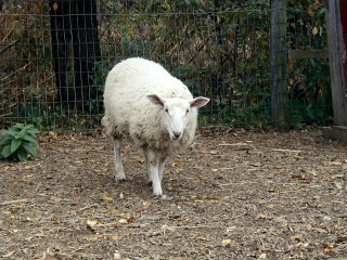 Lots of sheep action