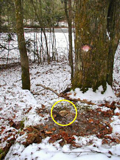 Looking east toward SR4007 (Upper Woods Road). The pink blaze on the tree makes the mark's location obvious.