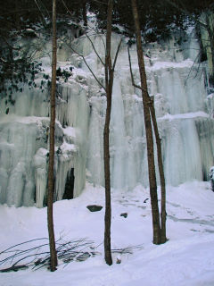 Spindly trees against a frozen backdrop.