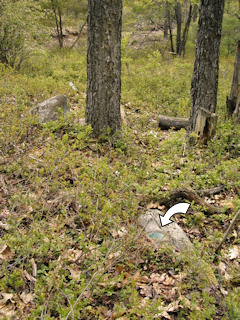 Looking NW toward the trail. The more prominent boulder at the base of the tree makes a good point of reference when walking toward the mark from the trail. Mark is indicated.