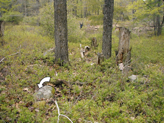 Looking NW toward crossing of trail and brook. Rich stands at the crossing.