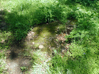 Eyelevel view of the disk set in a large boulder nearly flush with the ground.