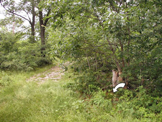 Looking north from the intersection. The trail leading roughly north is visible, as well as the stump mentioned in the description. The location of the chiseled square is indicated.