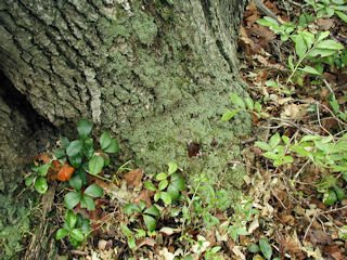 Eyelevel view of the railroad spike in the base of the twin oak. It’s a very unusual benchmark!